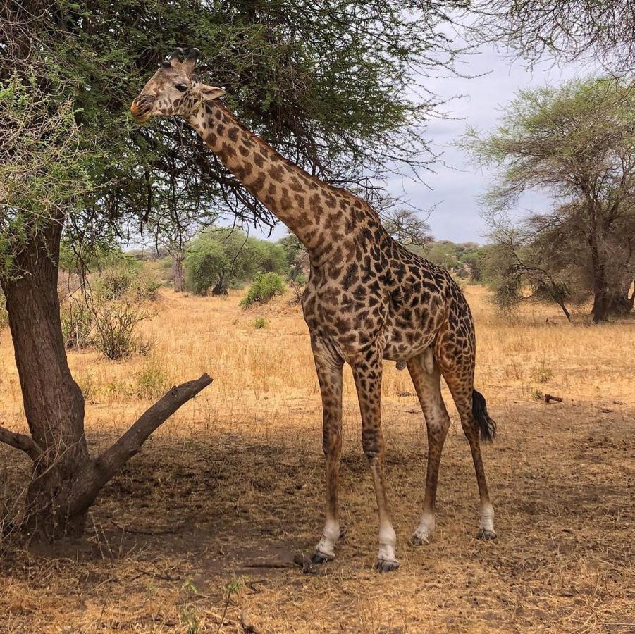 Campingplatz Cultural Amboseli-Nationalpark